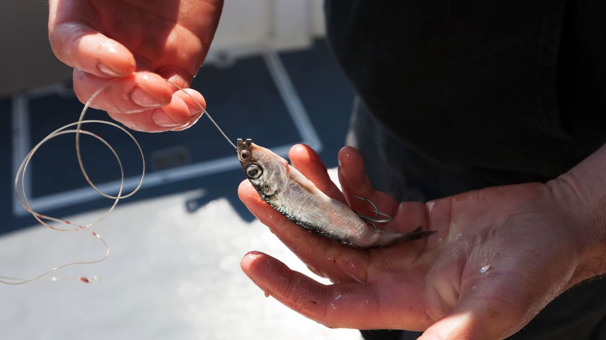 I pesci ne risentono, dicono gli scienziati, e vogliono il divieto della pesca con vivi